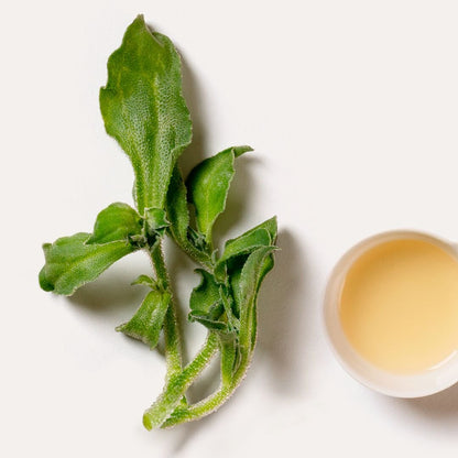 Dr. Hauschka MED Ice Plant Face Cream 40ml